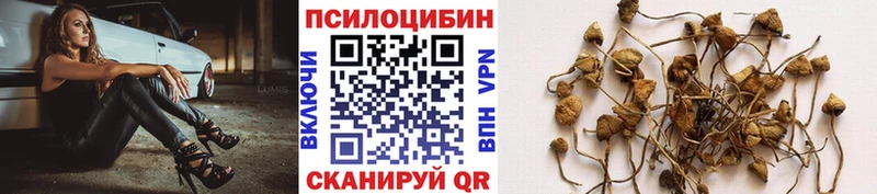 купить   Трубчевск  Галлюциногенные грибы Psilocybe 